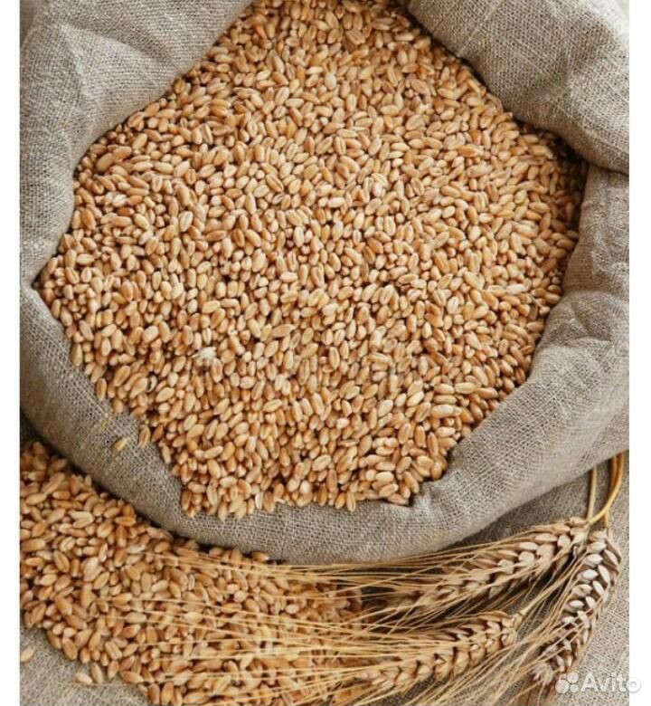 Где Можно Купить Дешевое Зерно