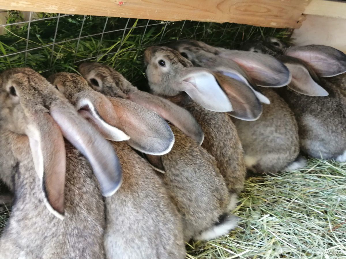 Где Можно Купить Кроликов Для Разведения
