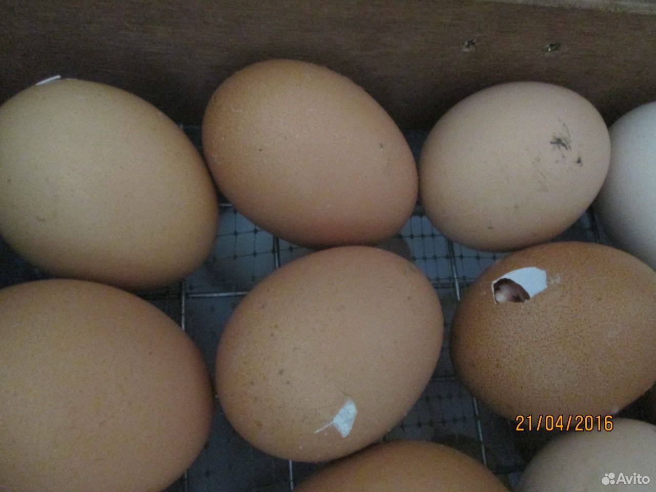Купить яйца брама. Яйцо инкубационное Брама. Яйца Брама. Купить инкубационное яйцо Брама. Брама светлая как выглядит яйцо.