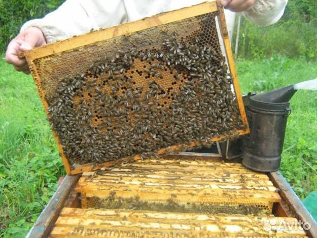 Пчелы, матки купить на Зозу.ру - фотография № 2