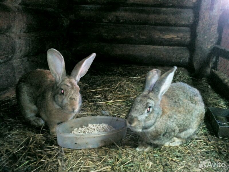 Кролики самцы половозрелые купить на Зозу.ру - фотография № 1