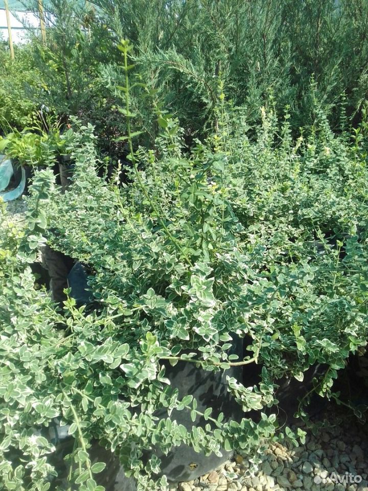Бересклет пестролистный вечнозелёный стелящийся купить на Зозу.ру - фотография № 1