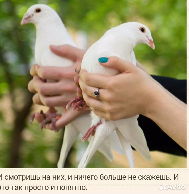 Белые голуби для торжеств купить на Зозу.ру - фотография № 2