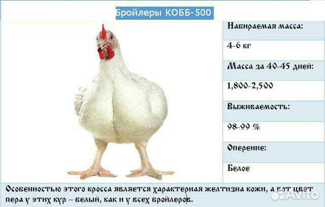 Цыплята бройлеров Кобб 500 купить на Зозу.ру - фотография № 2