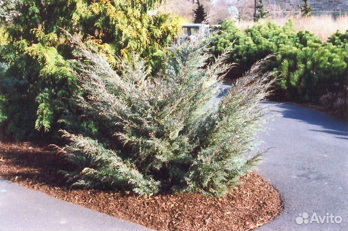 Грей оул. Можжевельник виргинский грей Оул. Juniperus virginiana (можжевельник виргинский) 'Grey Owl'. Можжевельник грей Оул (Grey Owl). Можжевельник виргинский грей Оул в ландшафтном.