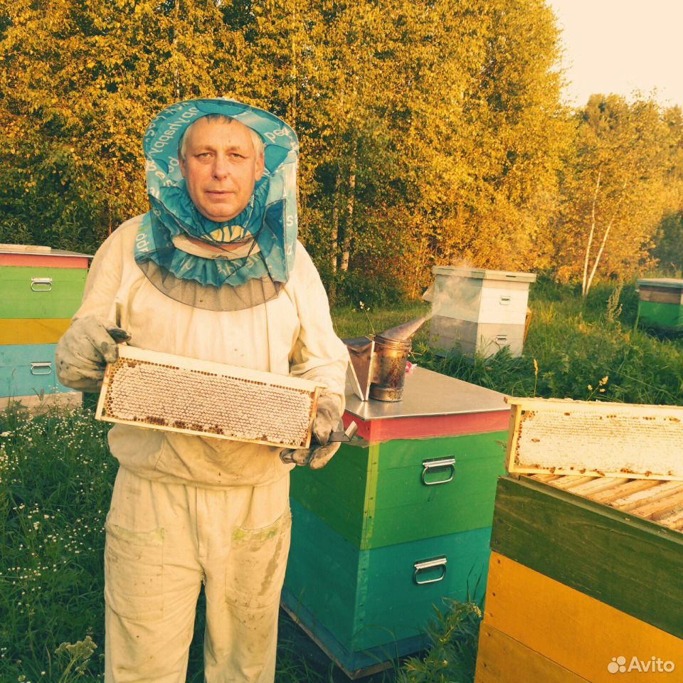 Продам семьи пчел карпатской породы купить на Зозу.ру - фотография № 4