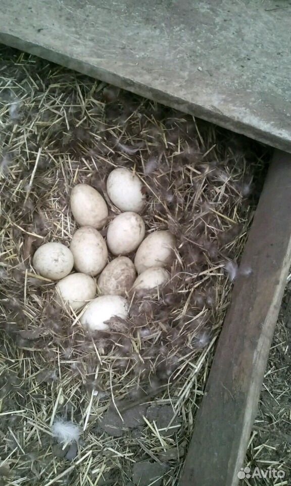 Продаю яйцо дикой утки(Кряквы) инкубационное купить на Зозу.ру - фотография № 1