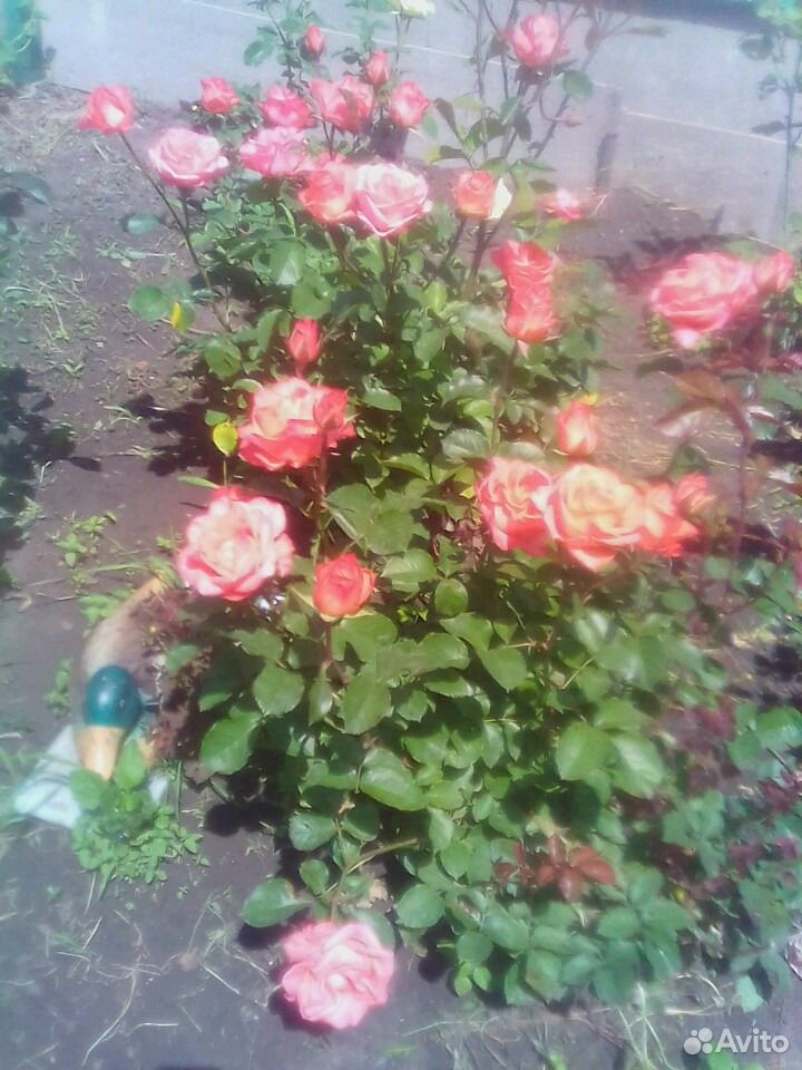 Розы живые цветы купить на Зозу.ру - фотография № 1