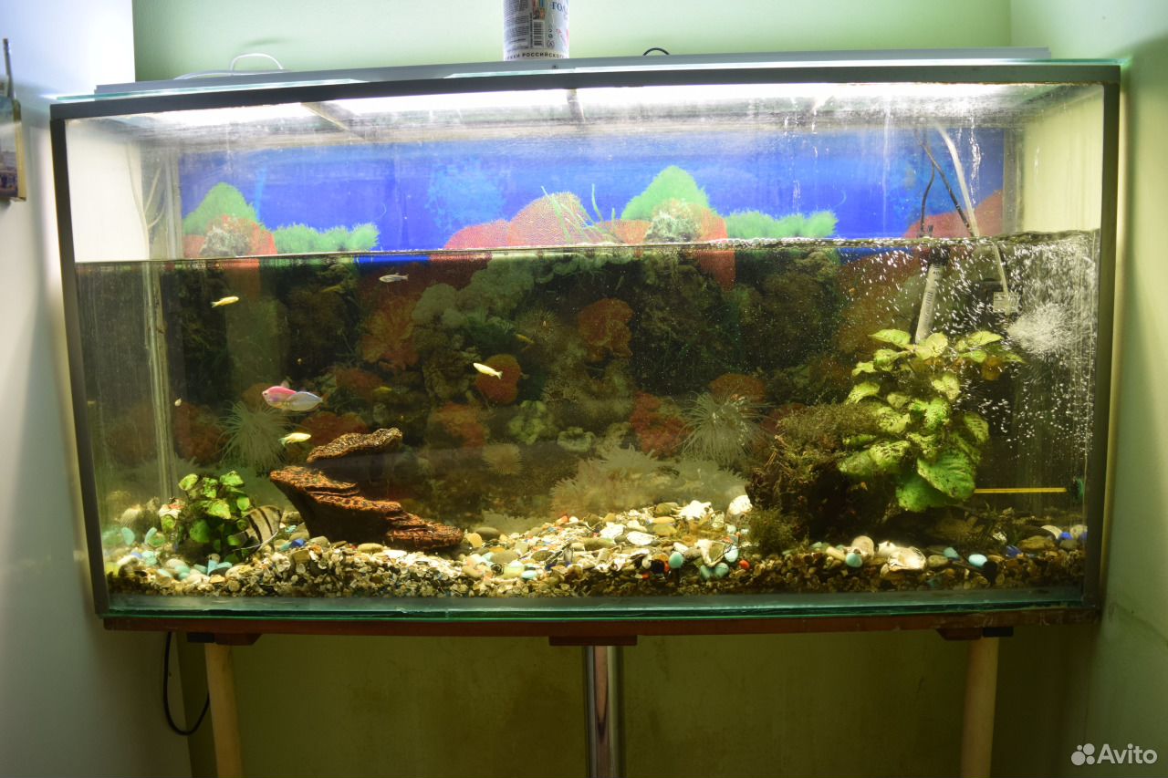Продам аквариум на 250 литров c рыбками купить на Зозу.ру - фотография № 3