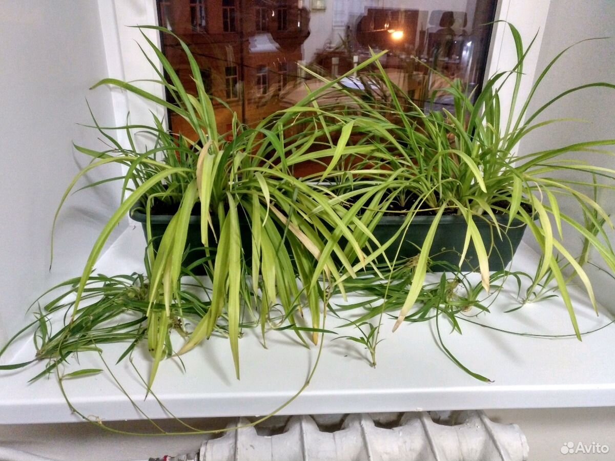 Зеленый ус. Каллизия душистая цветет. Усы на зеленом фоне. Зеленый ус. Каллизия душистая.