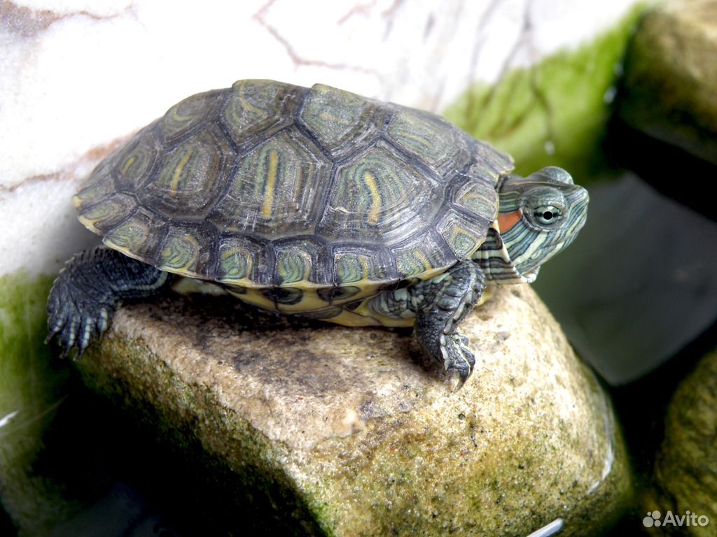 Водяная домашняя черепаха. Черепаха водная красноухая. Морская черепаха красноухая. Красновая морская черепаха. Красноухая водяная черепаха.