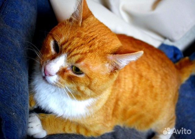 Этот солнечный кот станет вашим другом навсегда купить на Зозу.ру - фотография № 7