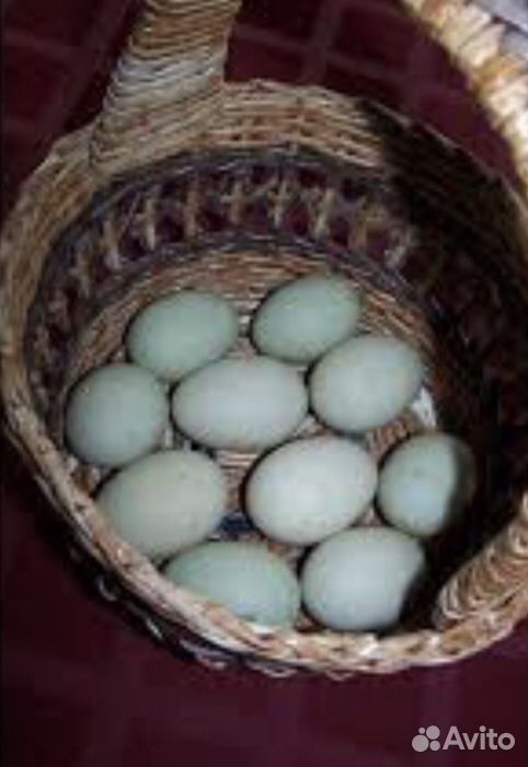 Инкубационное яйцо уток индийский бегунок купить на Зозу.ру - фотография № 1