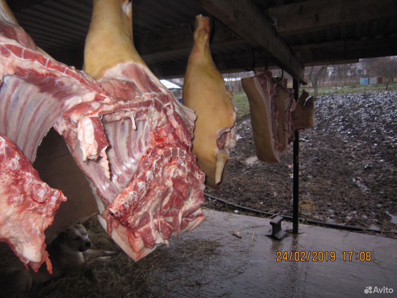 Мясо домашних свиней купить на Зозу.ру - фотография № 1