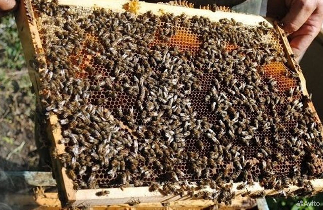 Пчела среднерусская, ульи, рамки купить на Зозу.ру - фотография № 1