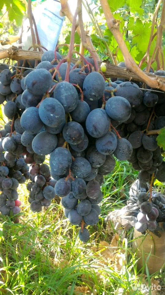 Саженцы,виноград купить на Зозу.ру - фотография № 6
