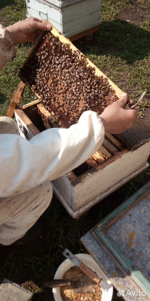 Продам пчёл купить на Зозу.ру - фотография № 5