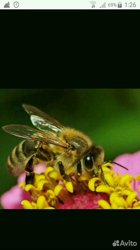 Продаю пчел, пчелосемьи, пойманый рой купить на Зозу.ру - фотография № 1