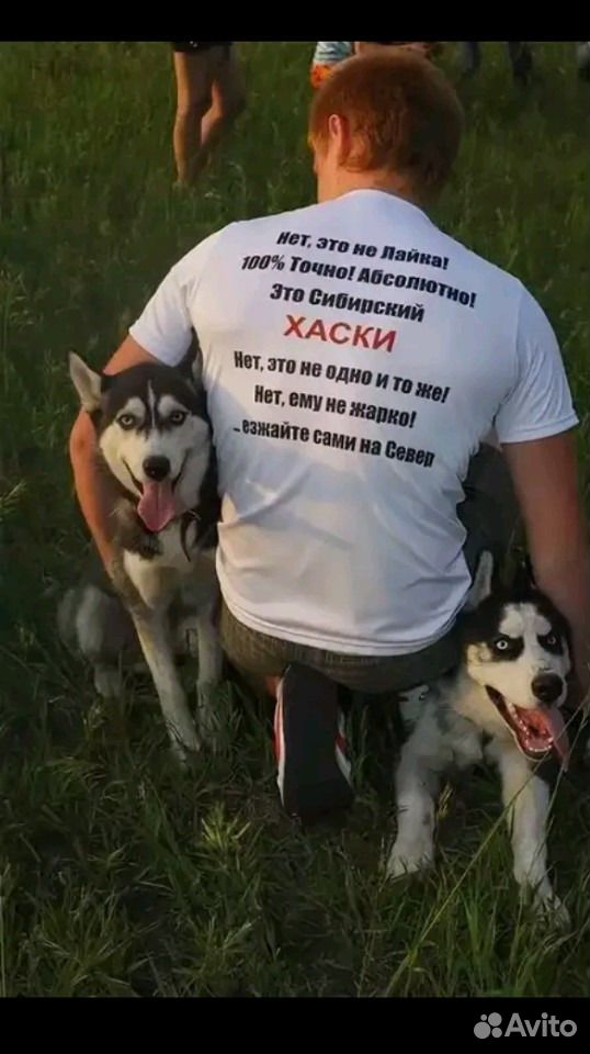 Открытка хаски с надписями, летием