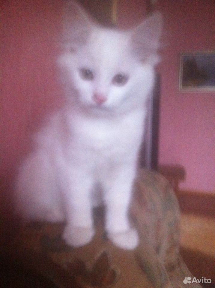 Белый ангорский котенок купить на Зозу.ру - фотография № 1
