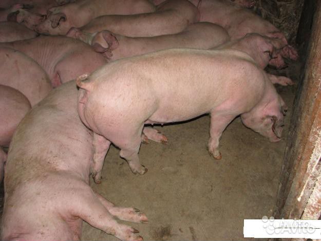 Свинина живым весом, беконной породы купить на Зозу.ру - фотография № 1