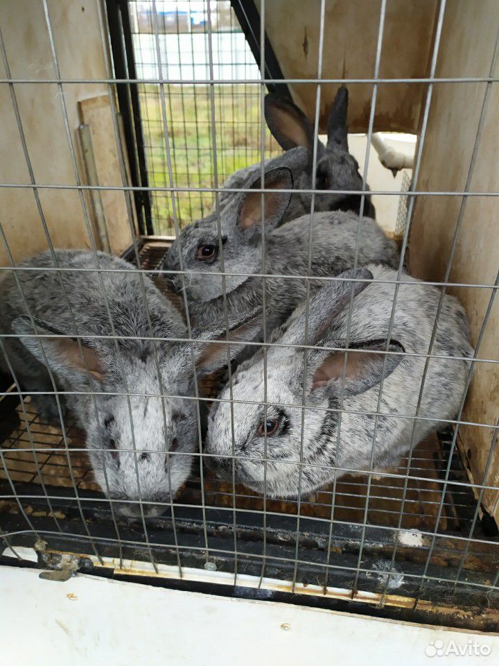 Кролики Серебро купить на Зозу.ру - фотография № 2