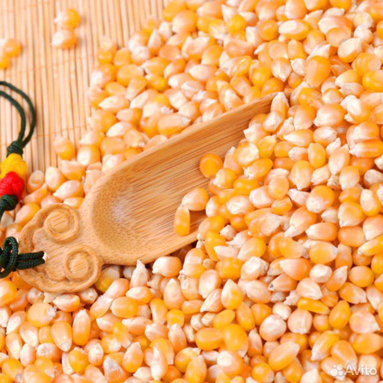 Кукуруза, ячмень, пшеница купить на Зозу.ру - фотография № 1