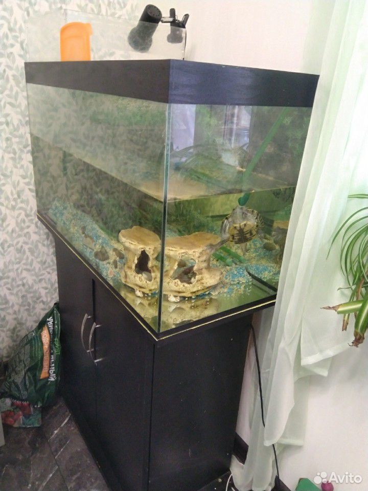 Продам аквариум с красноухой черпахой купить на Зозу.ру - фотография № 3
