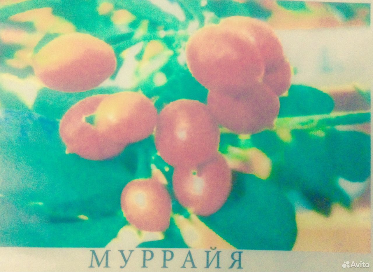 Муррайя (домашнее растение) купить на Зозу.ру - фотография № 3