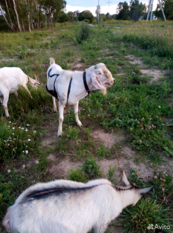 Нубийский козёл на вязку купить на Зозу.ру - фотография № 1