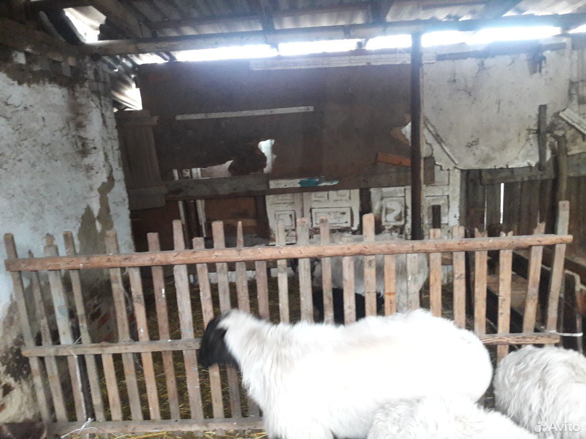Баран и овцы купить на Зозу.ру - фотография № 2