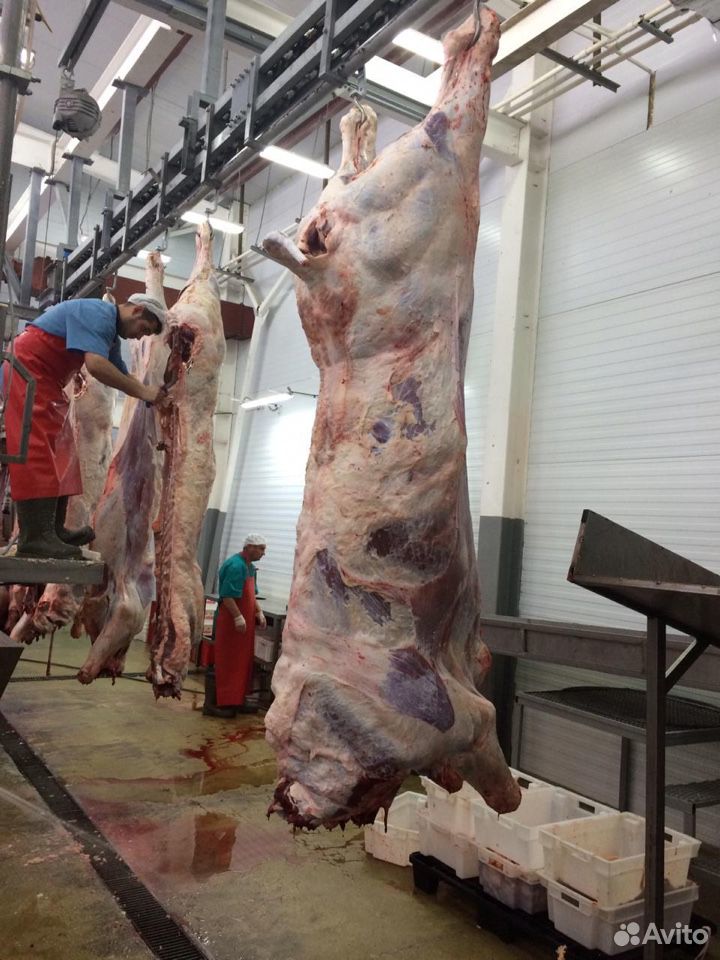 Мясокомбинат реализует мясо говядины(бык молодняк) купить на Зозу.ру - фотография № 4