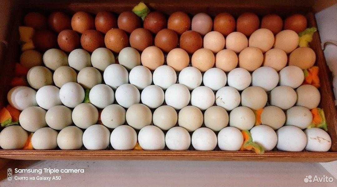 Купить инкубационное яйцо в липецкой области. Яйцо Легбар инкубационное. Инкубационное яйцо Леггорн купить. Инкубационное яйцо купить. Маран черно медный купить инкубационное яйцо.