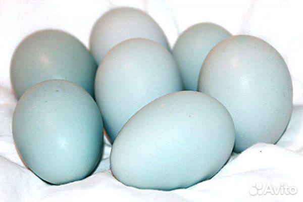 Яйцо инкубационное и цыплята Легбар купить на Зозу.ру - фотография № 2