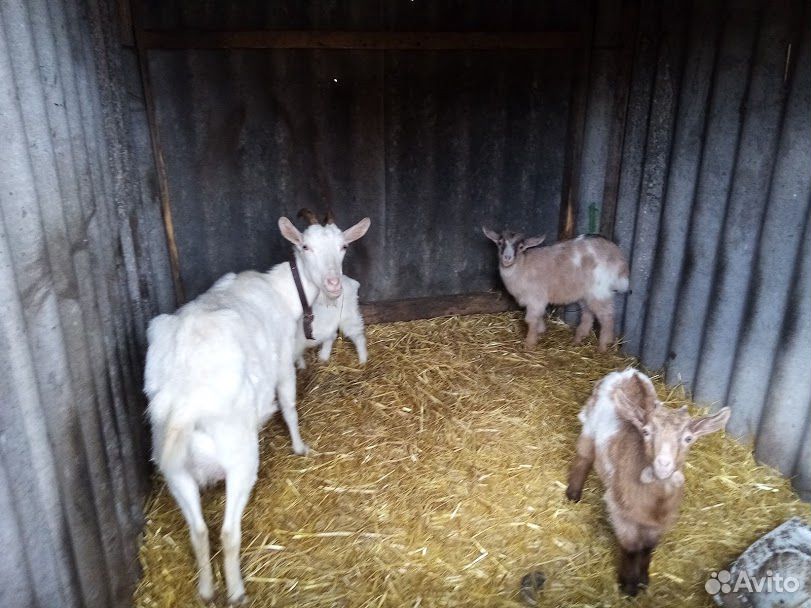 Молочные козы и козлята купить на Зозу.ру - фотография № 5