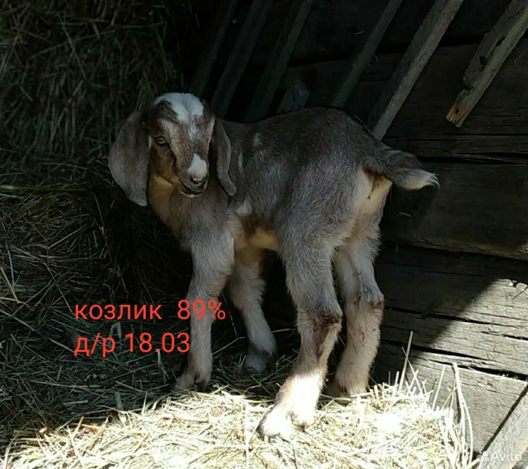 Супер нубийские козы купить на Зозу.ру - фотография № 8