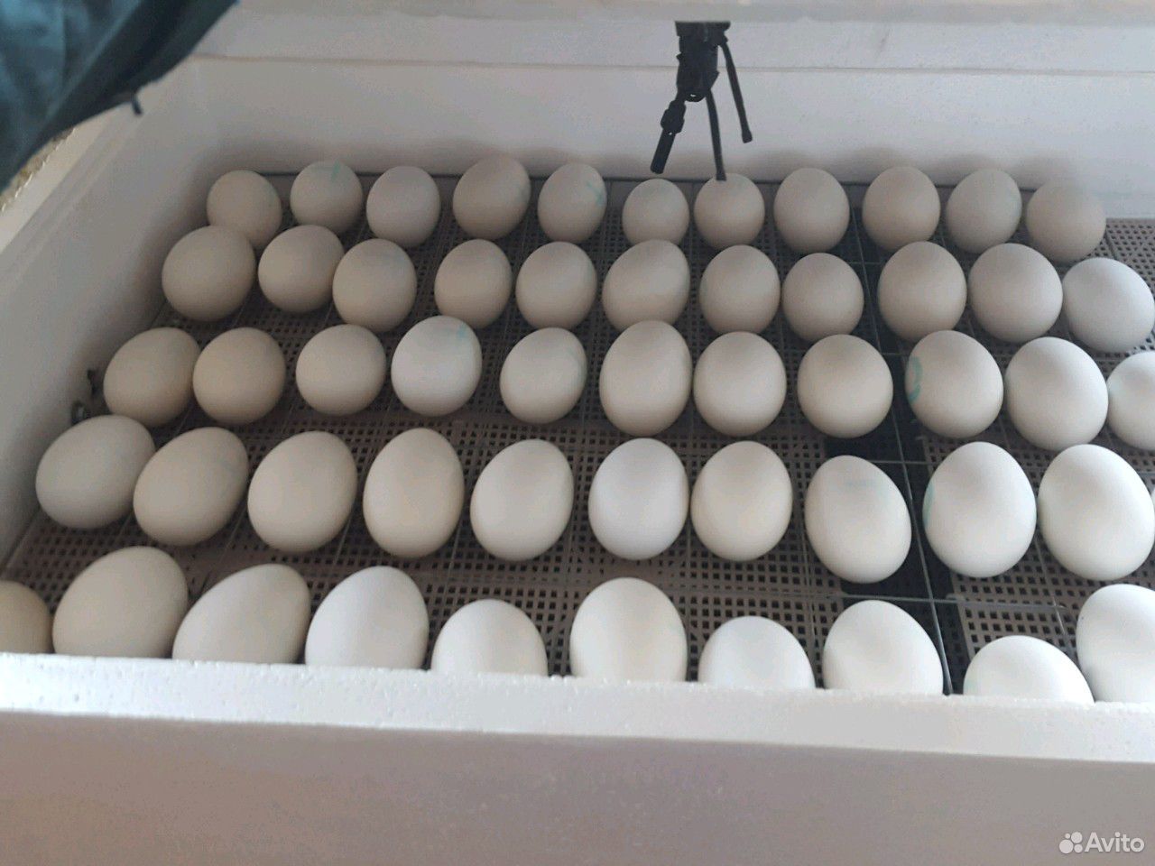 Соберу инкубационные яйца Гуся купить на Зозу.ру - фотография № 1