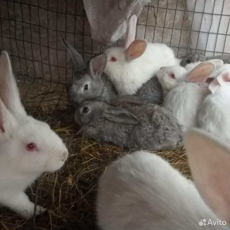 Кролики разных пород купить на Зозу.ру - фотография № 3