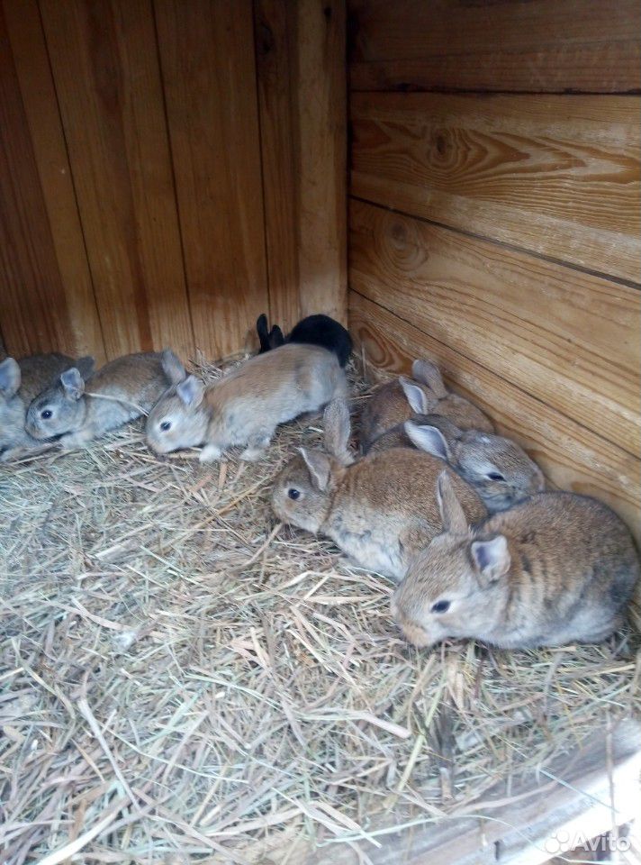 Кролики купить на Зозу.ру - фотография № 6
