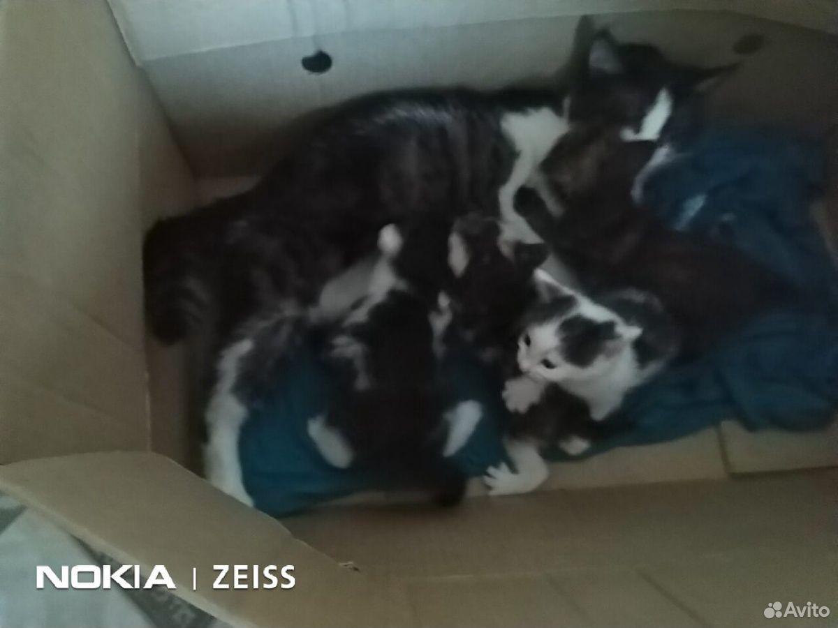 Отдам котят от крысоловки (2 мальчика, 2 девочки) купить на Зозу.ру - фотография № 1