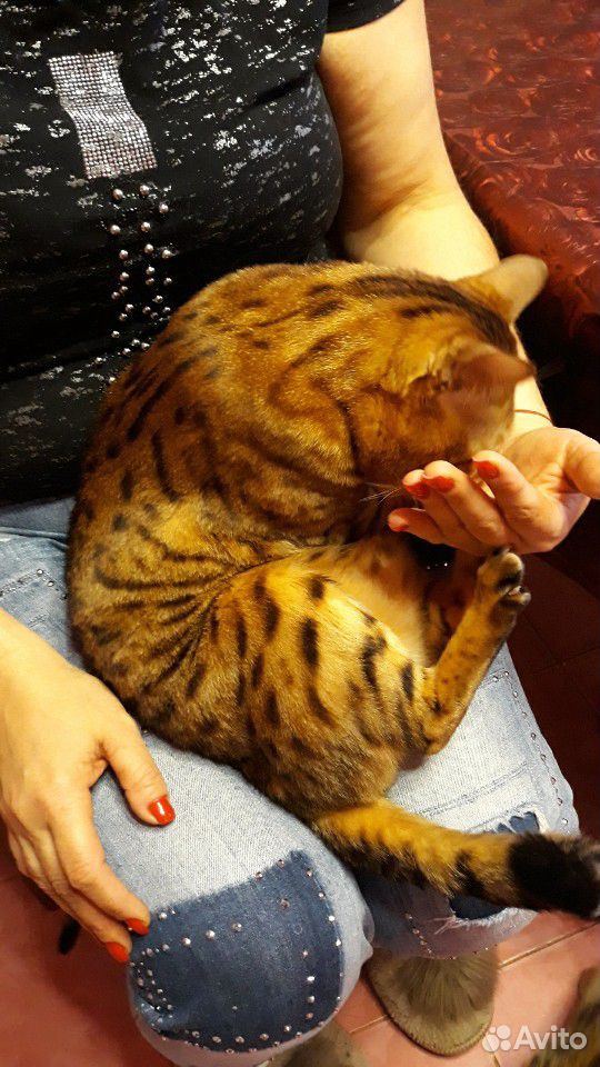 Бенгальские котята купить на Зозу.ру - фотография № 5