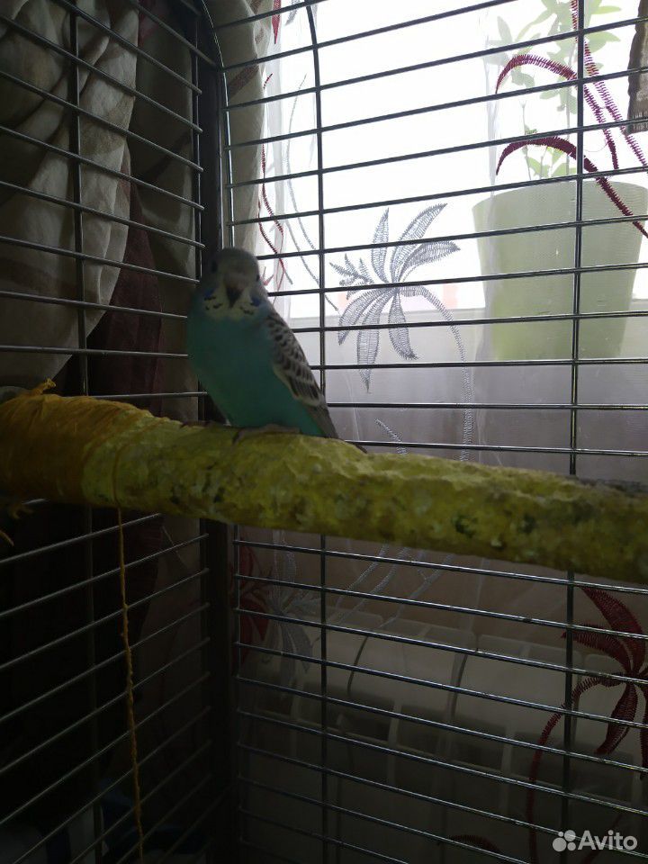 Ручные птенцы волнистых попугаев купить на Зозу.ру - фотография № 3