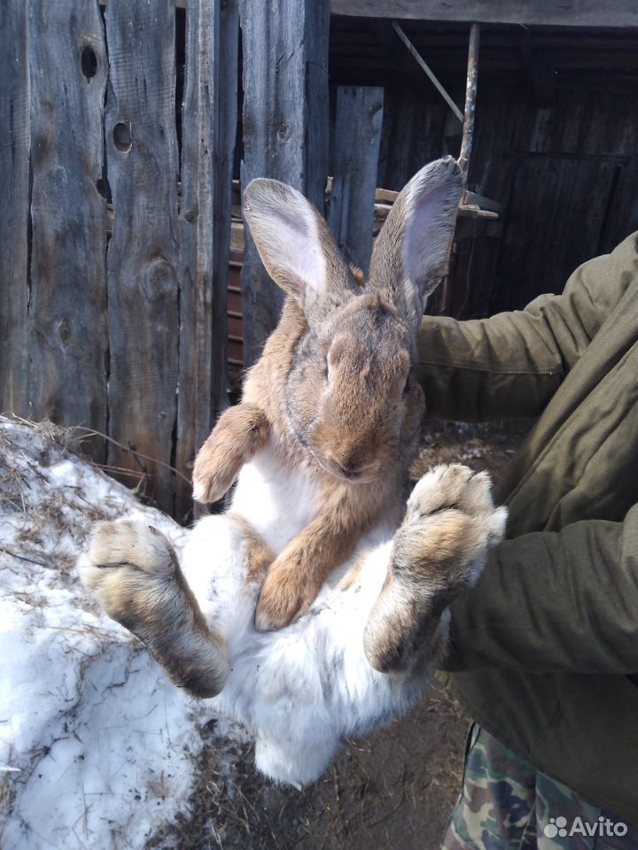 Кролики породы серый великан и фландр купить на Зозу.ру - фотография № 1