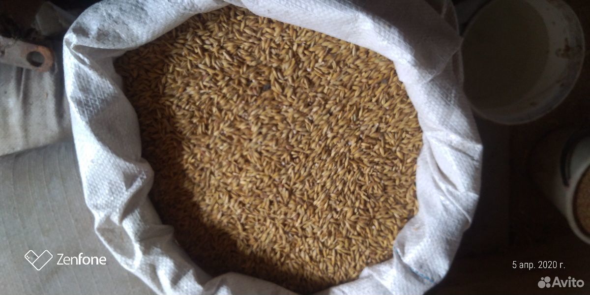 Зерно: пшеница, ячмень купить на Зозу.ру - фотография № 3