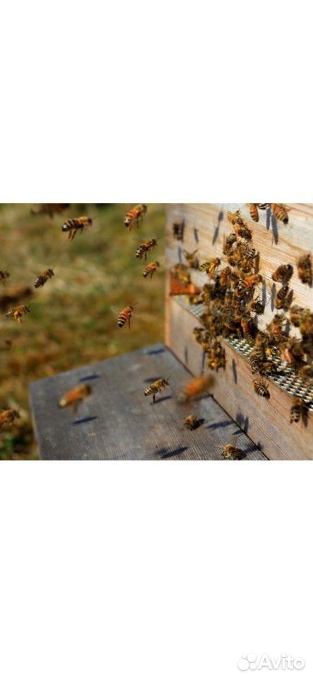 Пчелы, Семьи пчёл, продам купить на Зозу.ру - фотография № 1