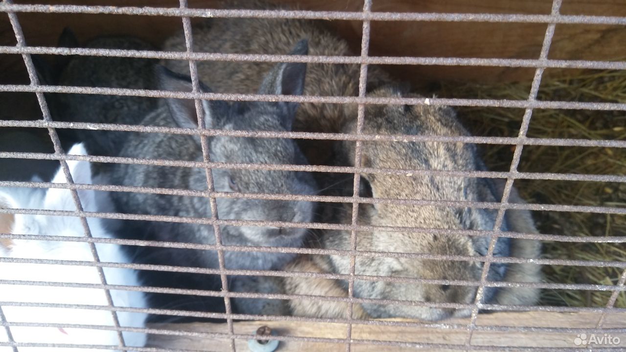 Кролики, крольчата купить на Зозу.ру - фотография № 2