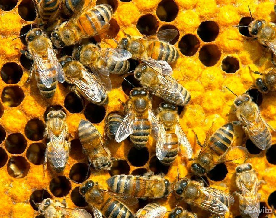 Пчелы карпатские купить на Зозу.ру - фотография № 1