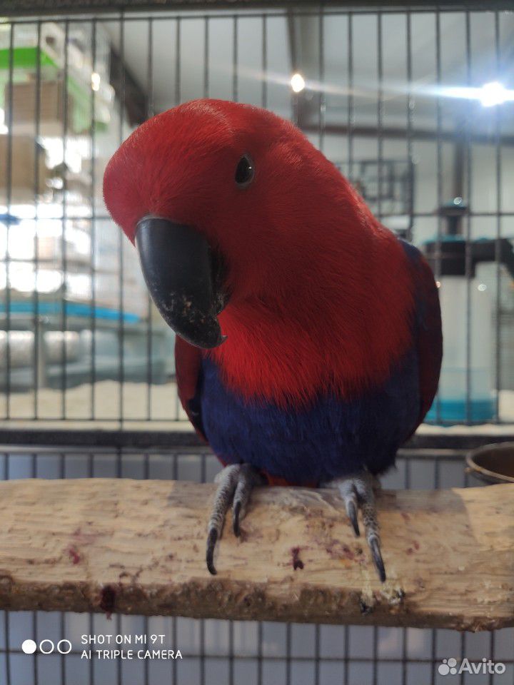 Благородный попугай (самка ) купить на Зозу.ру - фотография № 2