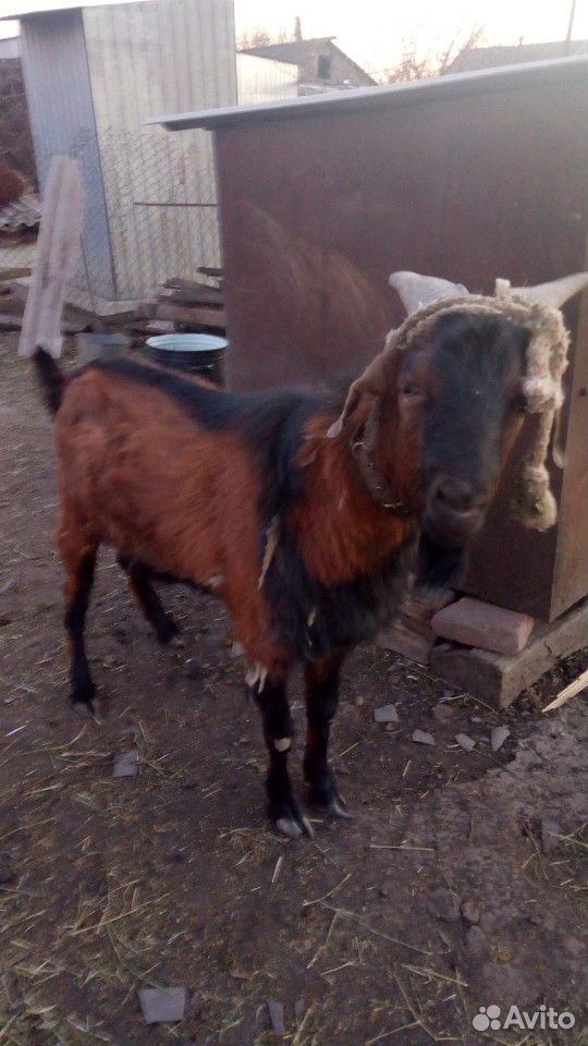 Нубийский козел купить на Зозу.ру - фотография № 3