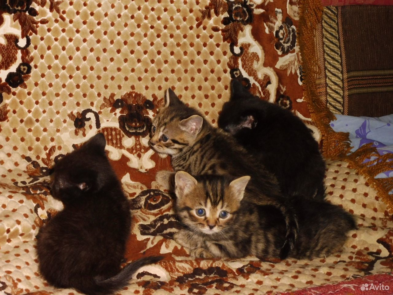 Котята домашние купить на Зозу.ру - фотография № 5